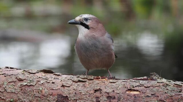 Eichelh&auml;her (Garrulus glandarius)