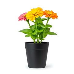 Fototapeta premium Zinnia Blooms in Black Pot 