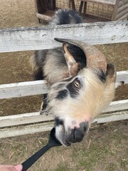 Animals in the zoo are in pens, fences, and grass.