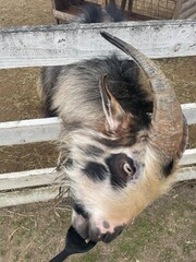 Animals in the zoo are in pens, fences, and grass.