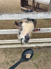 Animals in the zoo are in pens, fences, and grass.