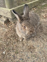 Cute rabbits in a zoo surrounded by grass, showing off their fluffy fur and nature.