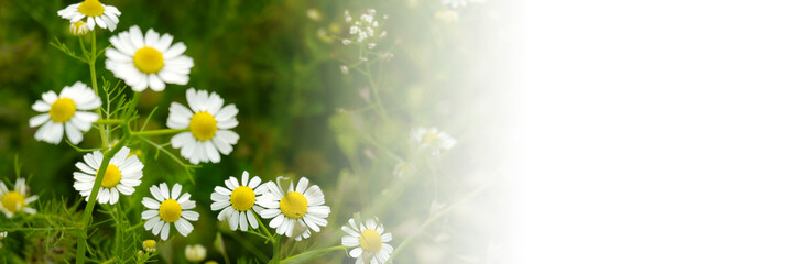 Obraz premium Chamomile flowers field in sun ligh. Web-banner with place for text