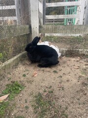 Cute rabbits in a zoo surrounded by grass, showing off their fluffy fur and nature.