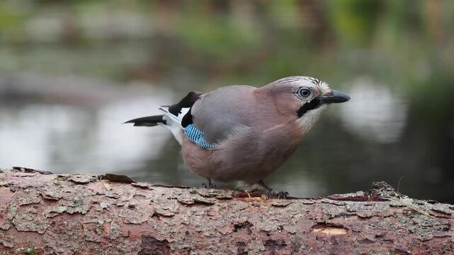 Eichelh&auml;her (Garrulus glandarius)