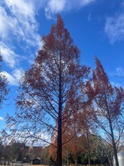 Colorful autumn trees in a park in Japan