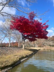 Colorful autumn trees in a park in Japan