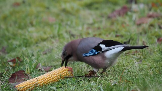 Eichelh&auml;her (Garrulus glandarius) fri&szlig;t an Maiskolben