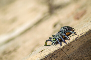 Close up of a black spider with green eyes on a wooden surface, showcasing its detailed texture and natural habitat. Perfect for nature enthusiasts and educational materials