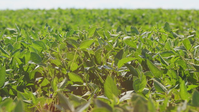 Field Of Green Soybeans. Soybean Pods On Plant. Agricultural Soy Plantation Background. Green Cultivated Soy Bean Plants In Field.