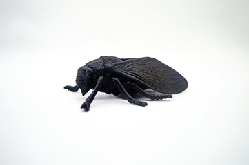 A detailed, isolated black cicada model on a white background, showcasing intricate wing patterns and body texture