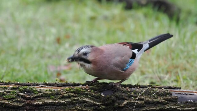 Eichelh&auml;her (Garrulus glandarius)