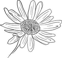 Obraz premium Daisy flower line art. Flat isolated hand drawn flowers. Minimalist style vector illustration