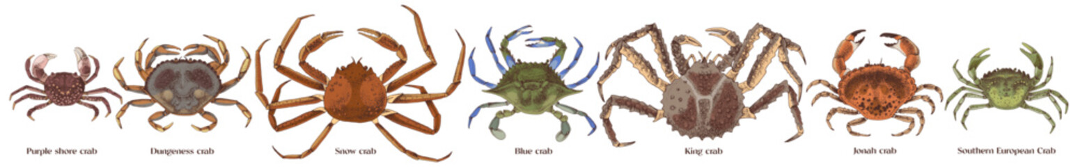 Edible types of crabs vector illustration
