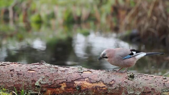 Eichelh&auml;her (Garrulus glandarius)