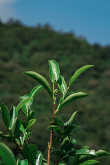 Lush and Vibrant Green Leaves Set Against a Beautifully Scenic Background Landscape