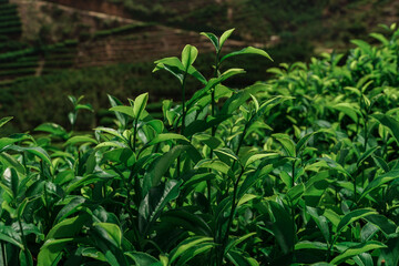 Experience Lush Green Tea Leaves Thriving in a Beautiful and Scenic Plantation Environment