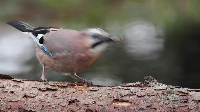 Eichelh&auml;her (Garrulus glandarius)