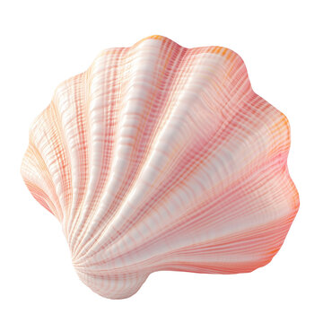 3D rendering icon seashell illustration PNG. cartoon minimal style on transparent isolated background.