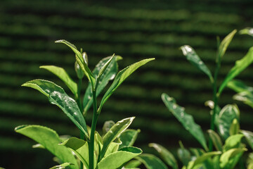 Fresh and Vibrant Green Tea Leaves Thriving in a Beautiful, Lush Plantation Environment