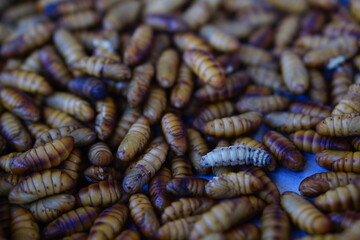 close up of a silkworm