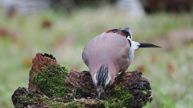 Eichelh&auml;her (Garrulus glandarius)