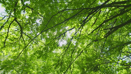 Fototapeta premium Travel Vacation Nature Concept. Green Forest In Rays Of Rising Sun. Beautiful Canopy. Beautiful Summer Morning In Forest. Gimbal shot.
