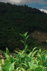 Lush Green Tea Leaves Flourishing Amidst a Beautiful Scenic Mountain Landscape and View