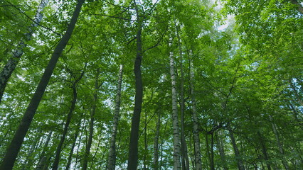 Fototapeta premium Crawl Through A Green Deciduous Forest. Trees With Sunlight Morning. Walking Through Forest. Wooded Environment Beauty With Bare Deciduous Trees. Steadicam Shot.