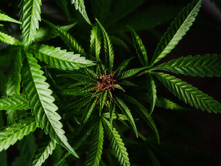 close up marijuana flowering buds cannabis medical  dark background