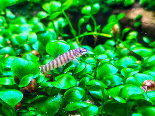 Schistura is a freshwater ray-finned fish. A loach fish (Schistura spilota) lies motionless in a...