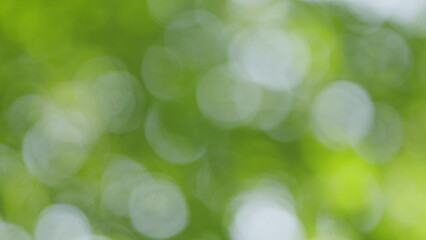 Fototapeta premium Travel Vacation Nature Concept. Green Forest In Rays Of Rising Sun. Beautiful Canopy. Beautiful Summer Morning In Forest. Bokeh.