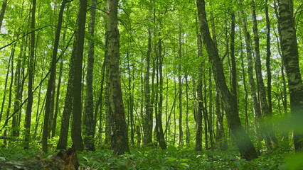 Obraz premium Beautiful Colorful Summer Season. Young Green Foliage In Park. Fresh Green Tree With Beautiful Sunlight. Green Wood. Gimbal shot.