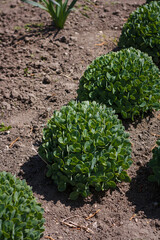 Hylotelephium telephioides or spectabile, sedum green garden ornamental plant