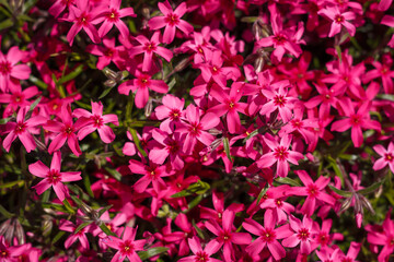 Fototapeta premium Beautiful Phlox subulata with bright pink flowers. Gardening, top view