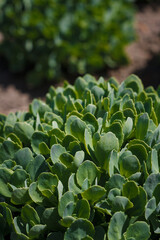 Hylotelephium telephioides or spectabile, sedum green garden ornamental plant, close up