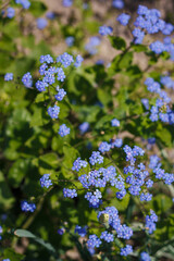 Forget me not, beautiful small blue flowers and green leaves in garden bed. Forget-me-not background