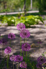 Allium giganteum, beautiful plant with purple flower head called ornamental omion. garden in bloom