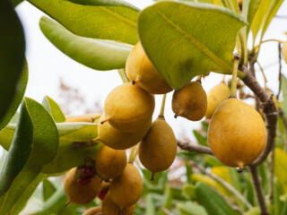 曇り空とトベラの黄色い実12