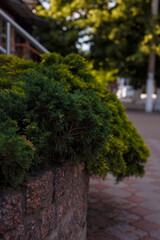 Thuja shrub with green branches hanging out of stone flower bed. Exterior decoration, landscape design