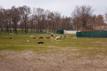 Livestock grazing. Cattle farm. Ponies, goats, llama and sheep on green grass