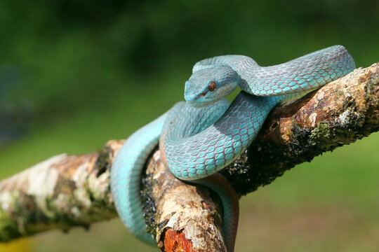 snake in a tree