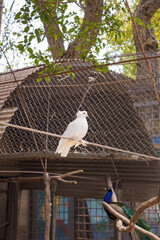 beautiful white crested dove, pigeon sitting on henroost in zoo, birds reserve park or sanctuary....