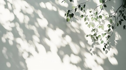 木漏れ日と白壁と観葉植物03