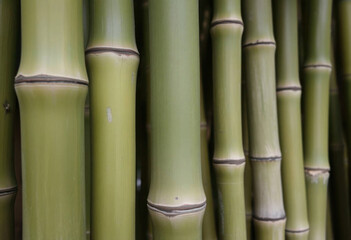 Obraz premium Detailed View Of Bamboo Texture Highlighting Unique Ridges