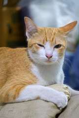 Orange Tabby Cat Winking.
