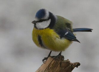 Obraz premium The Eurasian blue tit is a small passerine bird in the tit family