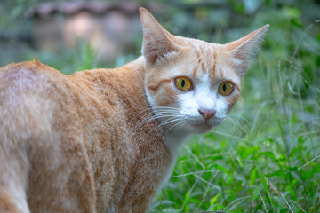 Curious Kitty in the Grass: A ginger cat with piercing yellow eyes, stands alert in a lush green grass, its tail curled around its body.  Its gaze is fixed on something off-camera.