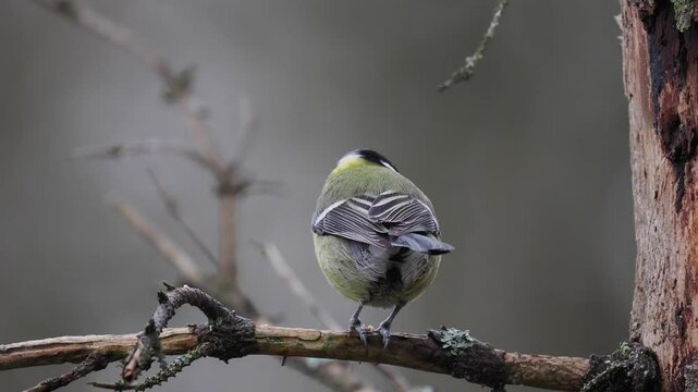 Kohlmeise (Parus major)