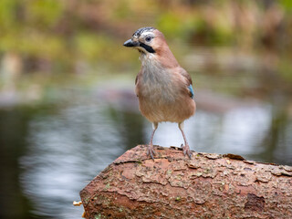 Eichelhäher (Garrulus glandarius)